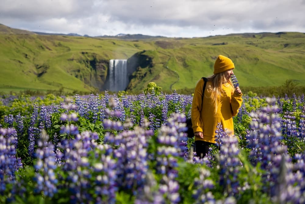 15 faits amusants sur l’Islande : découvrez-les en voiture de location