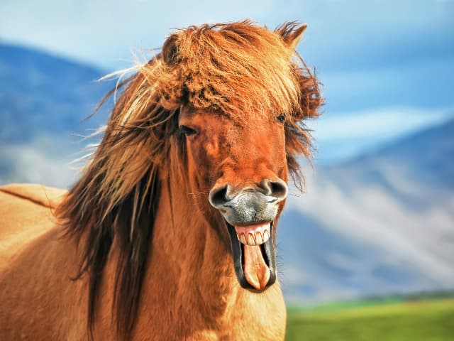 The Unique and Dependable Icelandic Horse