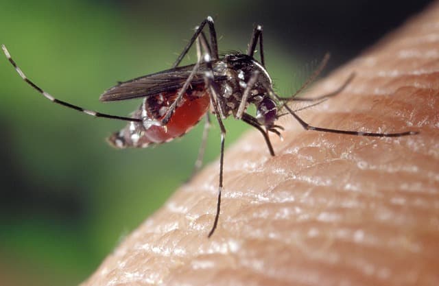 Does Iceland have mosquitoes?