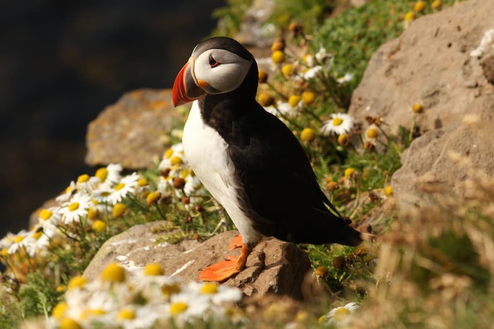 A Guide to Birdwatching in Iceland