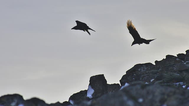 The raven – Iceland’s smartest bird