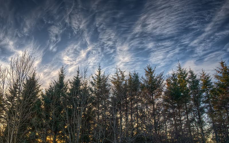 Does Iceland have trees?