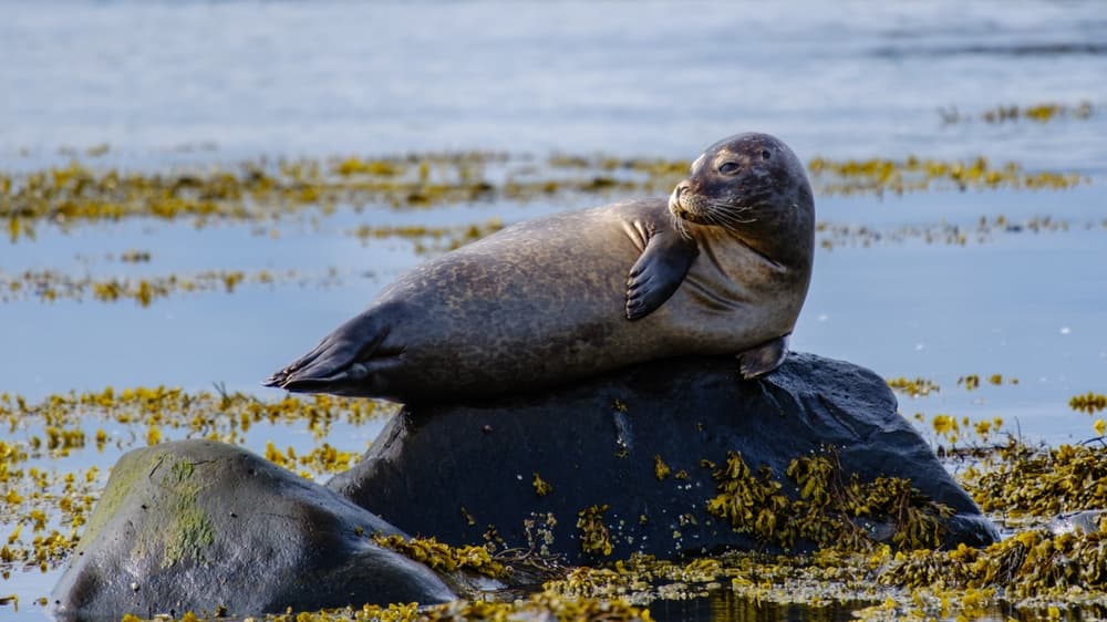 Where to See Seals in Iceland: Ytri-Tunga by Rental Car