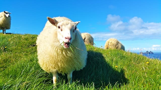How Did the Icelandic Settlers Survive the Harsh Elements?