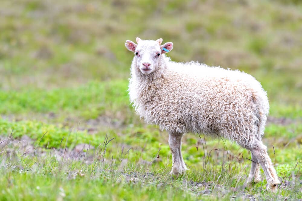 Iceland sheep lamb. Icelandic lamb in the wild in spring.