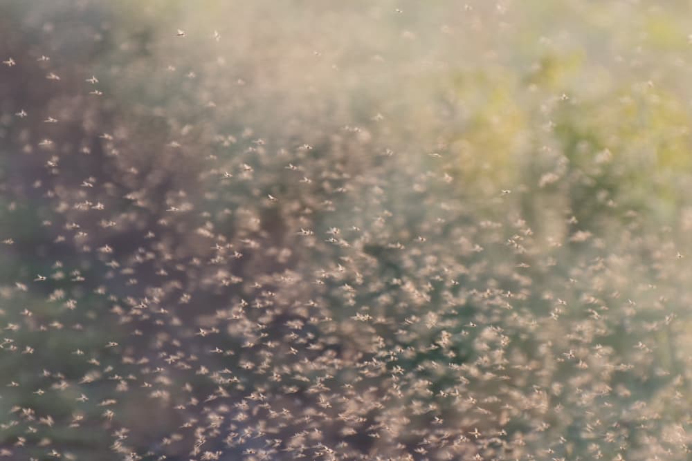Cloud of small midges flying in summer nature