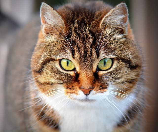 Cats in Reykjavik