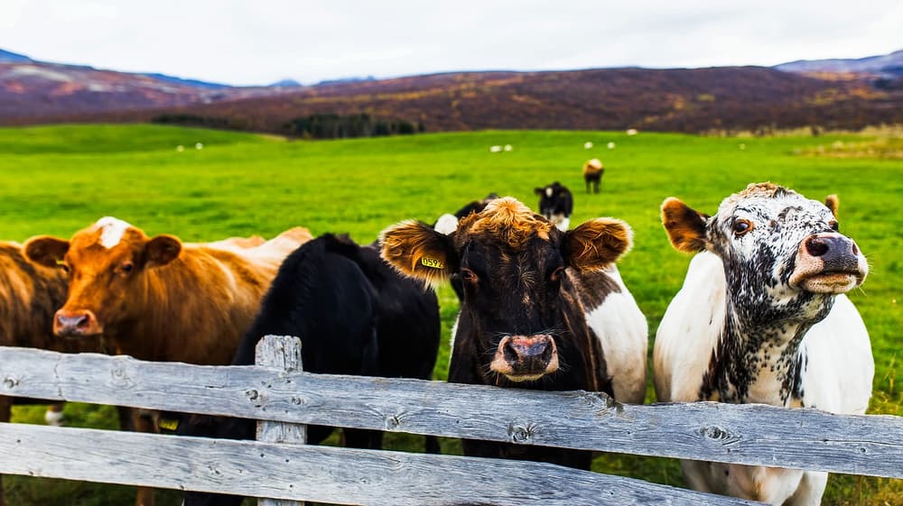 cows in Iceland