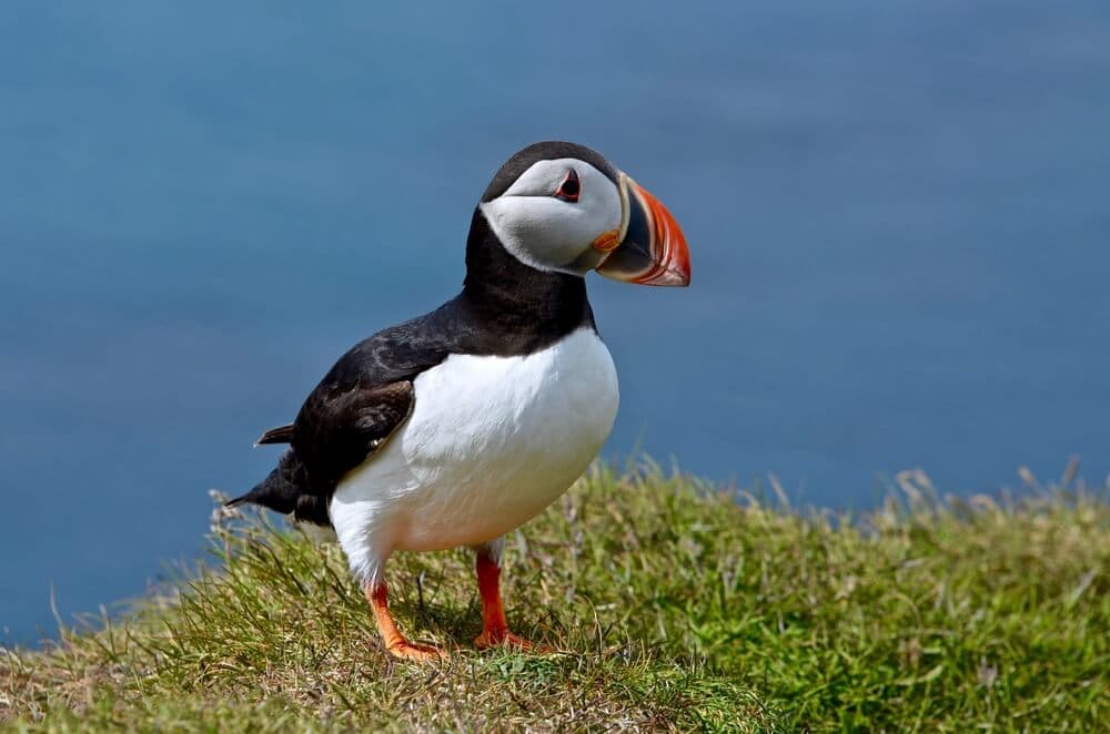 Puffin in Iceland. Puffin in Iceland at Dyrhólaey.