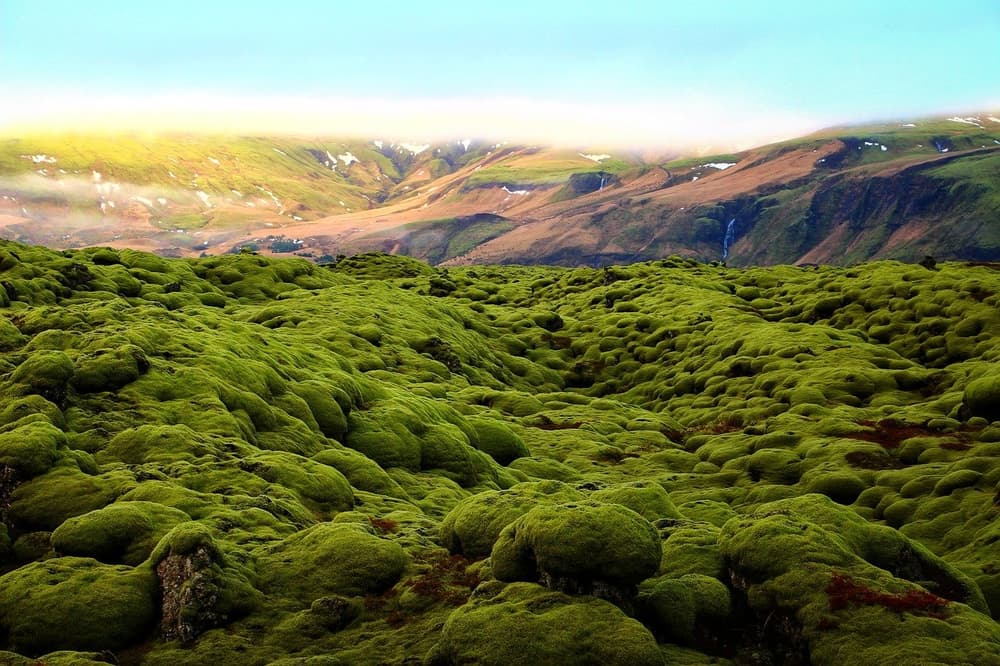 green moss on lava field in Iceland green moss on lava field in Iceland