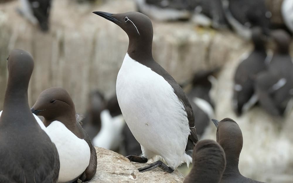 Guillemot