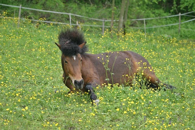 Horse having fun in a grass Horse lying in a grass in Iceland