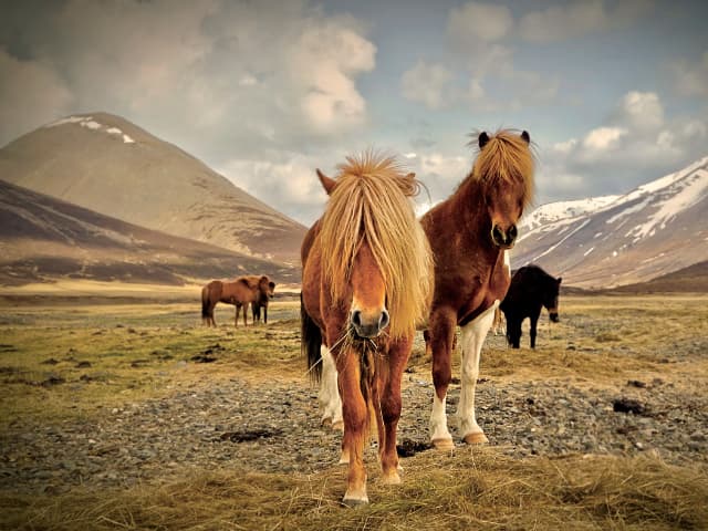 Iceland horses in the tundra in summer.