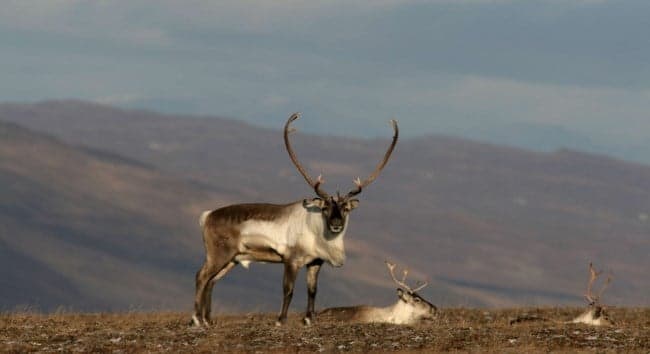 Reindeer with large antlers standing on tundra with mountains behind
