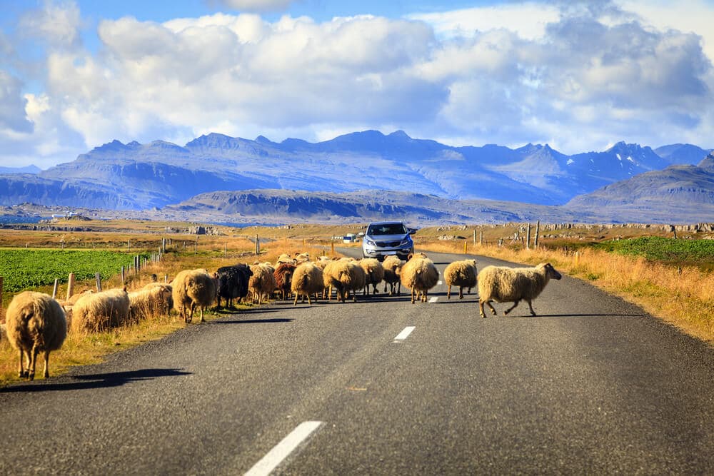 Iceland's Ring road with sheep on the road.
