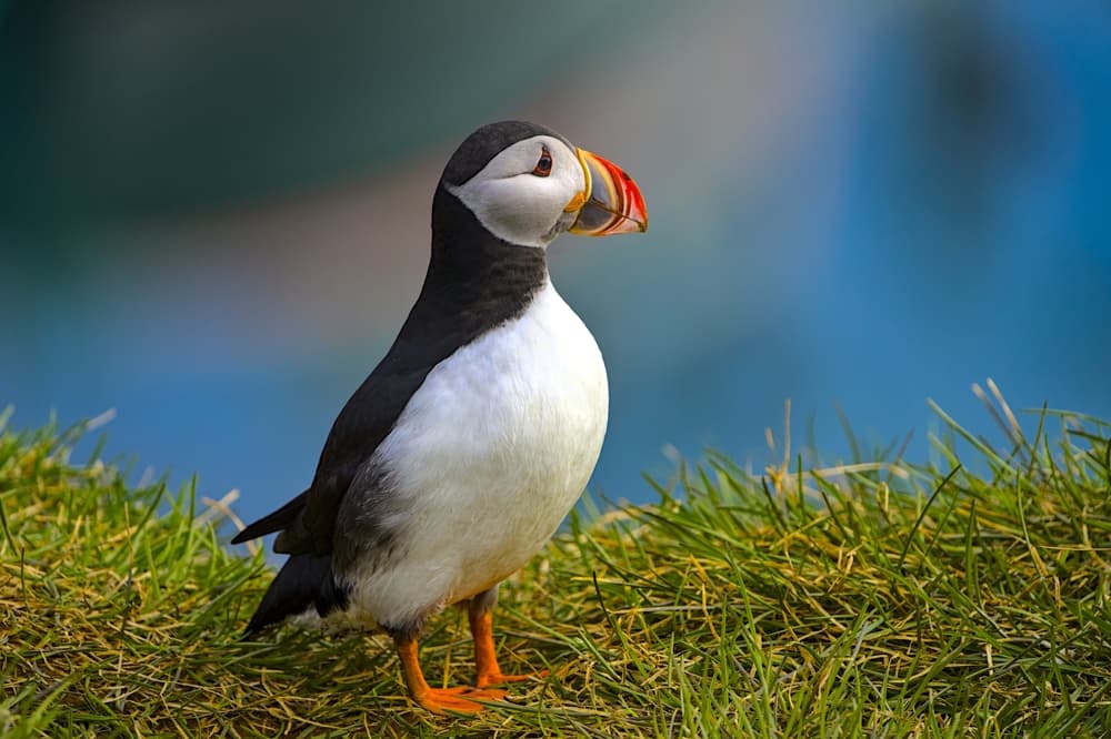 Puffin standing on a cliff in Iceland in August.