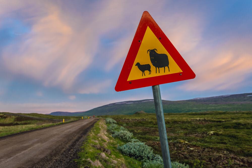 Animal road sign Sheep on a road sign in Iceland