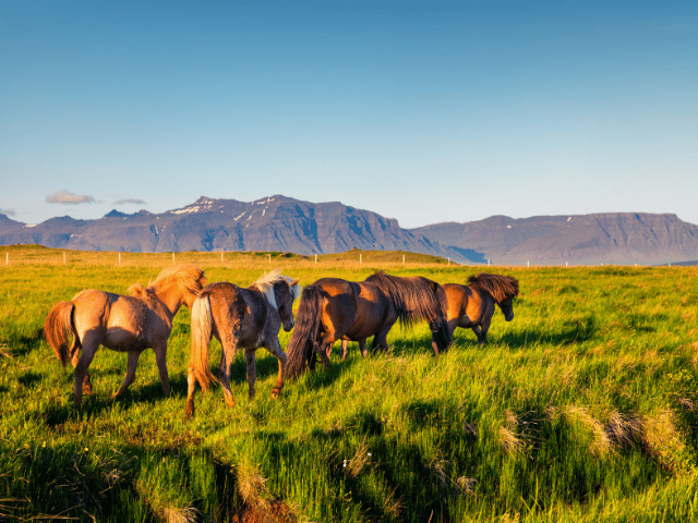Icelandic horses