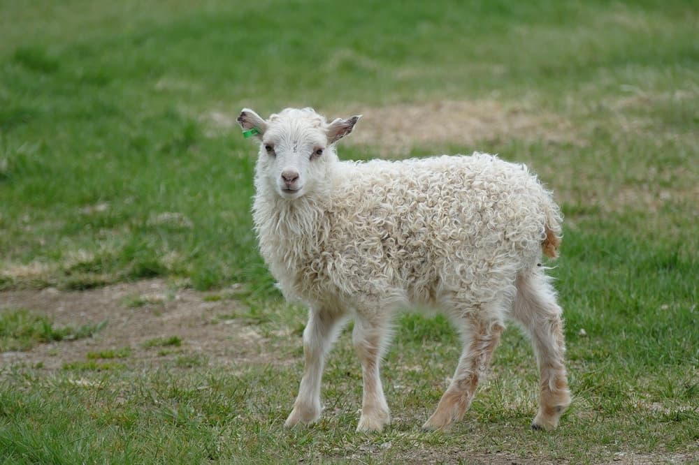lamb in Iceland