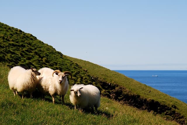 Iceland sheep love the road
