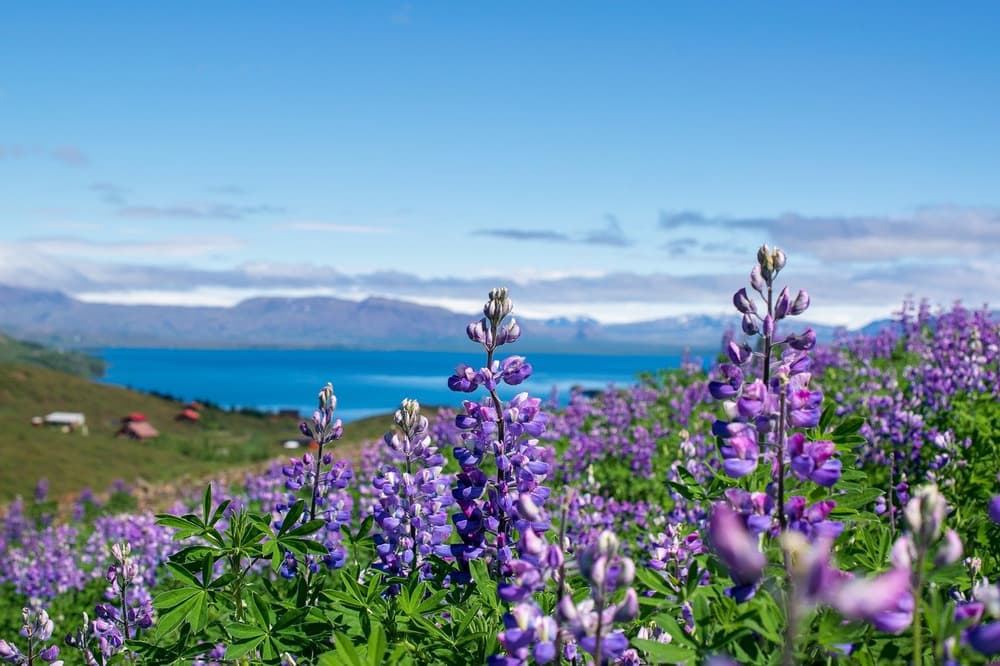Lupines above the fjord. Purple lupine flowers blooming on a hillside above a blue fjord
