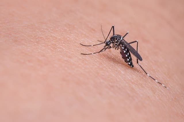 Mosquito Does Iceland have mosquitoes?