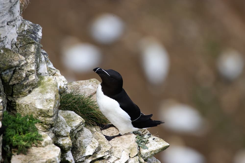Razorbill