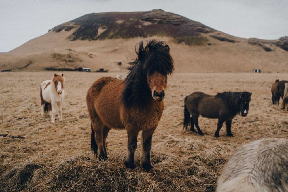 Icelandic horses. Horses in Iceland during winter.
