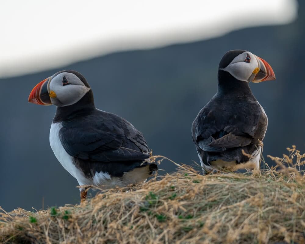 Puffins in Iceland at Reykjanes Peninsula.