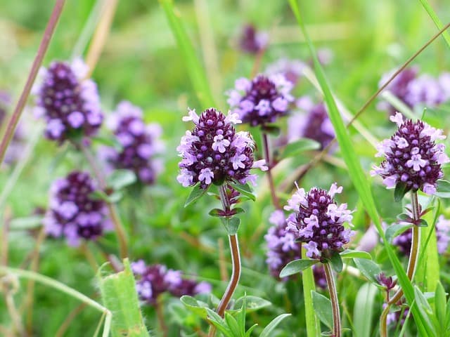 Thyme in Iceland