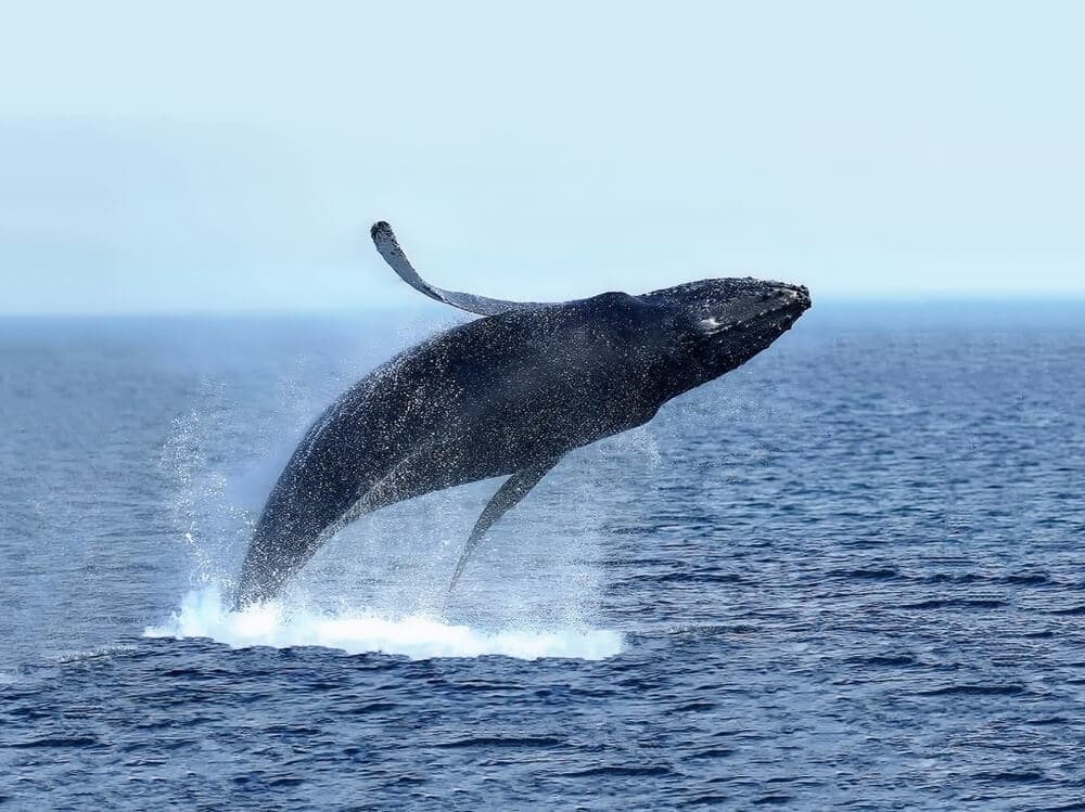 Ballena a las afueras de Reykjavik.