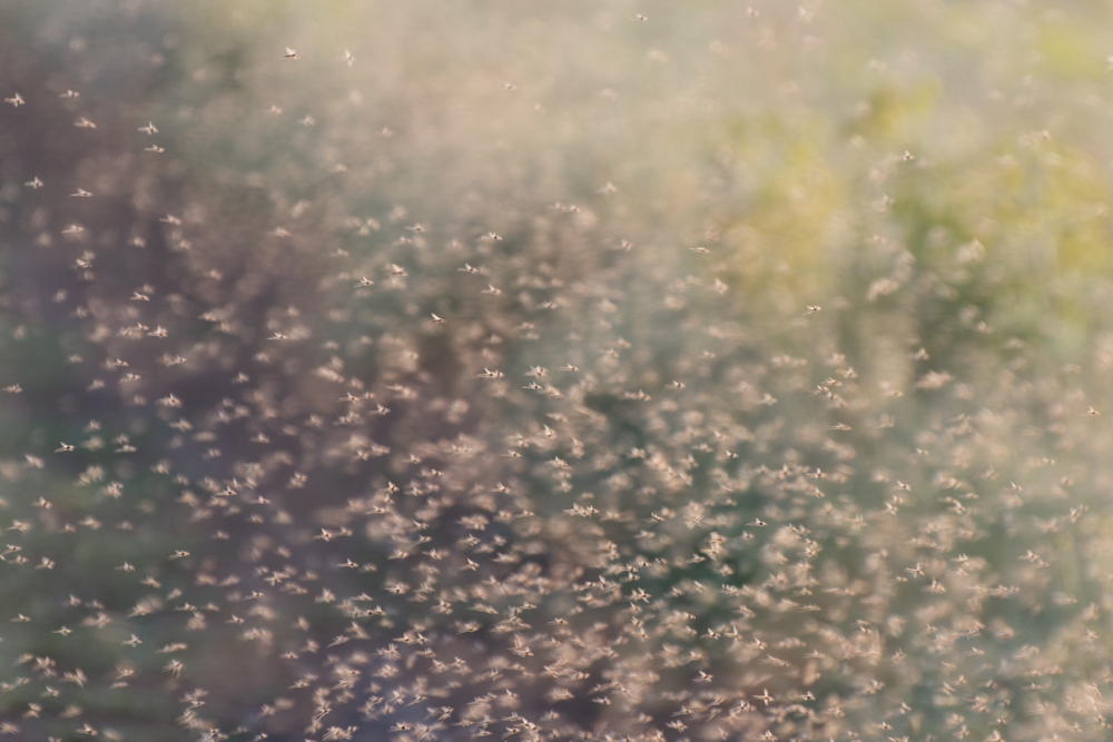 Cloud of small flies/midges Cloud of small midges flying in summer nature