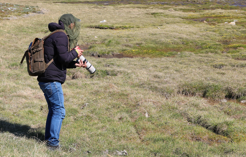Photographer wearing a head net Traveler wearing a head net to avoid flies in Iceland