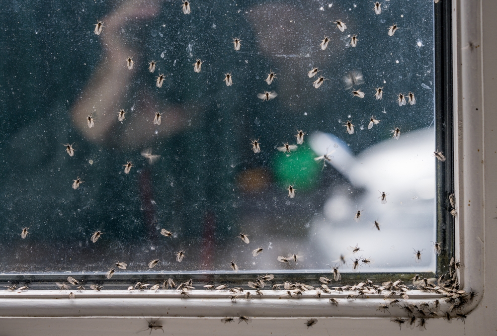 Flies gathered on a window Small flies gathered on a window during summer in Iceland