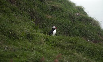 a puffin in Iceland