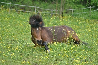 Icelandic horse