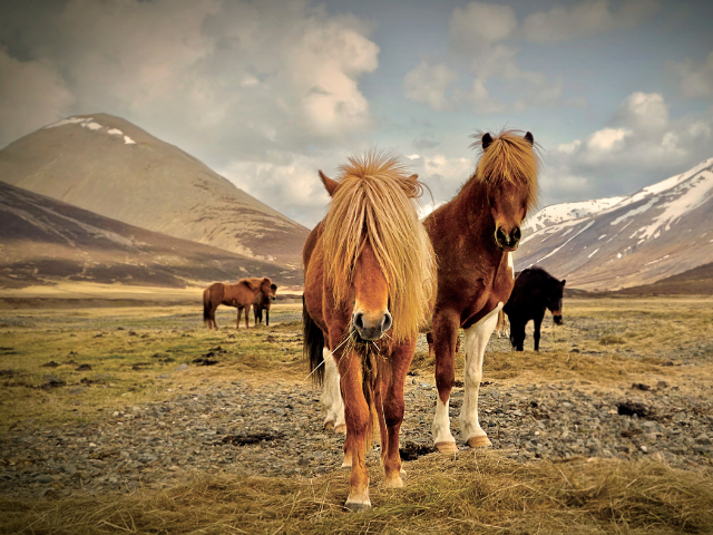 horses in iceland
