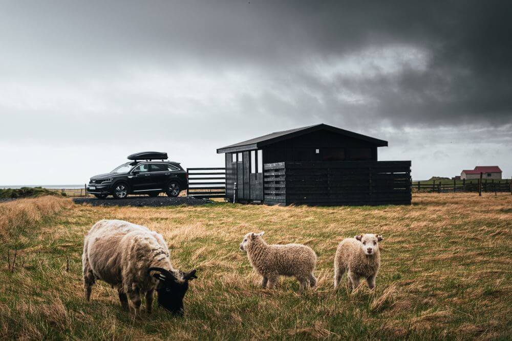 Cabin in iceland with sheep and lamb outside.