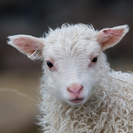 Easter in Iceland: Traditions, Food, and What to Expect