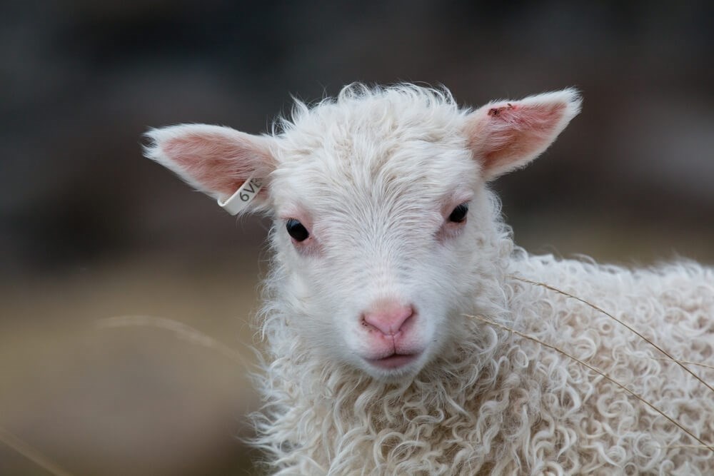 Easter in Iceland: Traditions, Food, and What to Expect
