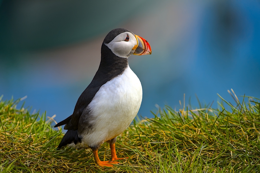 Puffin sitting on a cliff in Iceland in June.
