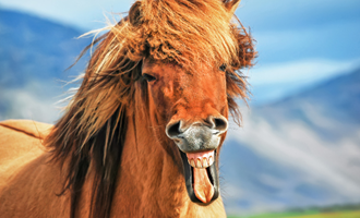 Icelandic horses are unique and special