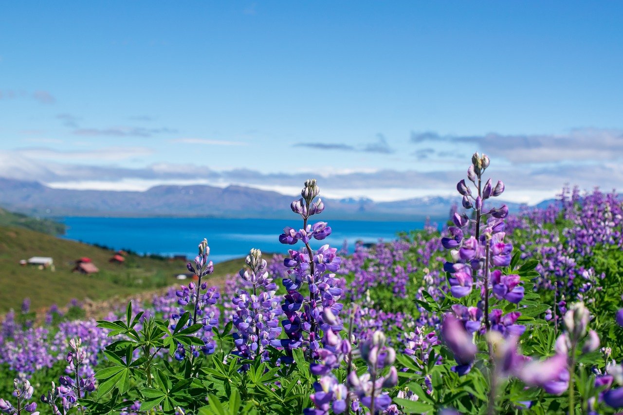 lupine in Iceland