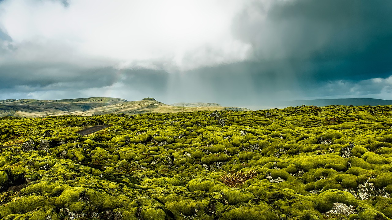 moss covered lava in Iceland