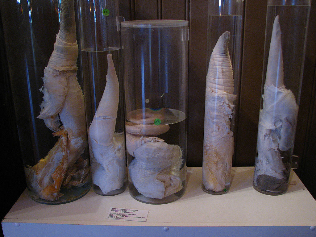 penises in jars at Icelandic Phallological museum