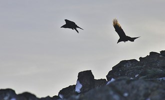 flying ravens