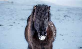 Icelandic horse outside during winter