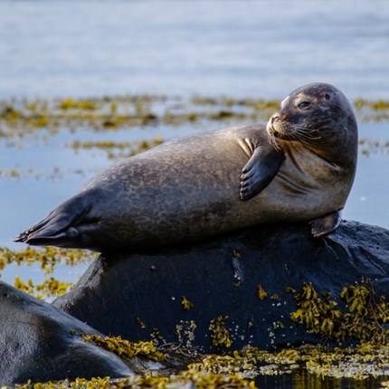 Where to See Seals in Iceland: Ytri-Tunga by Rental Car