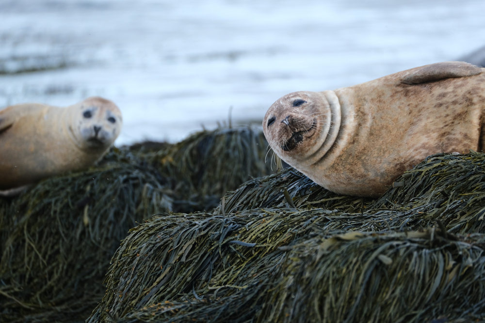 Two seals looking to the camera while being photographed at Ytri-Tunga Beach. 
