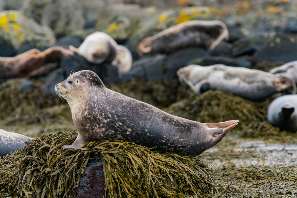 Baby seal on the beach at Ytri-Tunga at Snæfellsnes Peninsula in Iceland. 